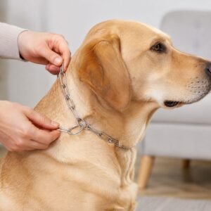 Heavy Duty Dog Chain Leash � Durable 67-inch Pet Tether for Control