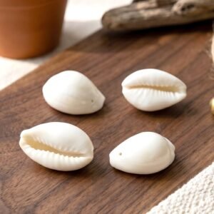 Safed-Kodi-2.jpg Natural Kaudi Cowrie Shells – Ideal for Pooja & Decor