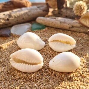 Safed-Kodi-4.jpg Natural Kaudi Cowrie Shells – Ideal for Pooja & Decor