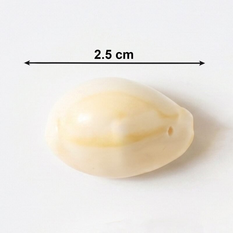 Safed-Kodi-6.jpg Natural Kaudi Cowrie Shells – Ideal for Pooja & Decor