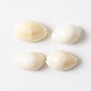 Safed-Kodi-7.jpg Natural Kaudi Cowrie Shells – Ideal for Pooja & Decor