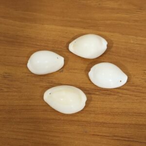 Safed-Kodi-8.jpg Natural Kaudi Cowrie Shells – Ideal for Pooja & Decor