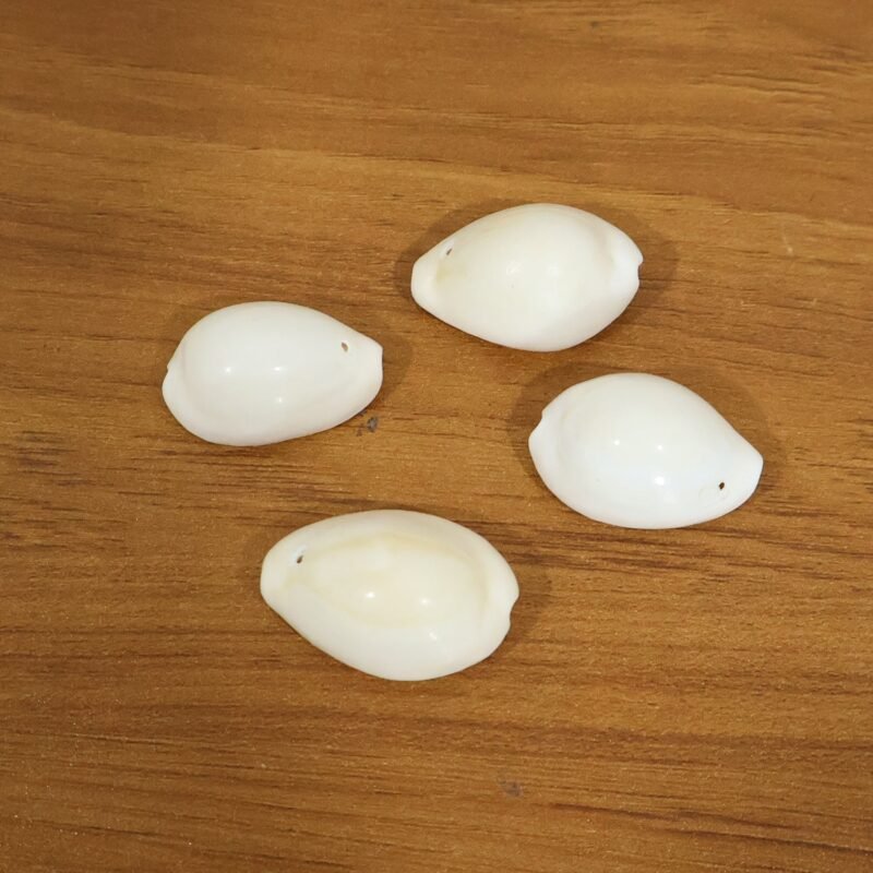 Safed-Kodi-8.jpg Natural Kaudi Cowrie Shells – Ideal for Pooja & Decor
